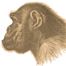 Ape Test