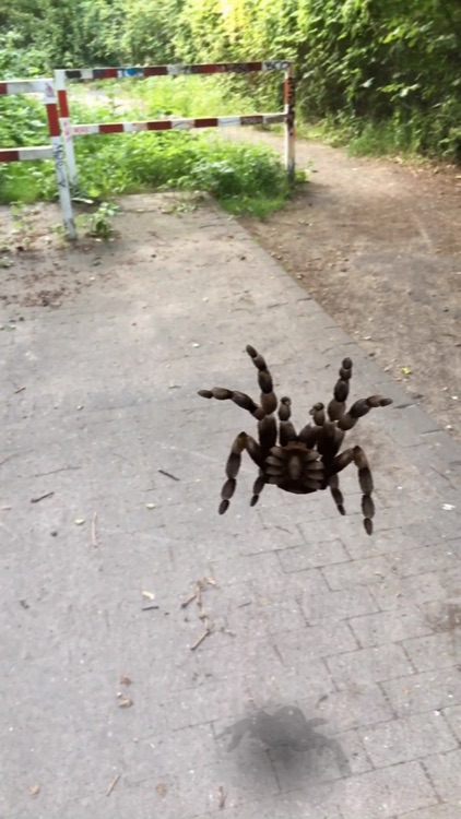 AR Spiders screenshot-5