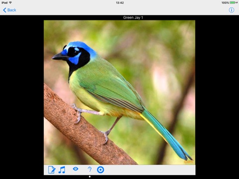 Belize Birds Field Guideのおすすめ画像2