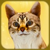 妊娠中の猫とかわいい子猫のゲーム - iPadアプリ