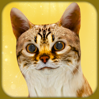 Pregnant Cat and Cute Kitty Game