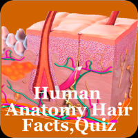Human Anatomy Hair FactsQuiz
