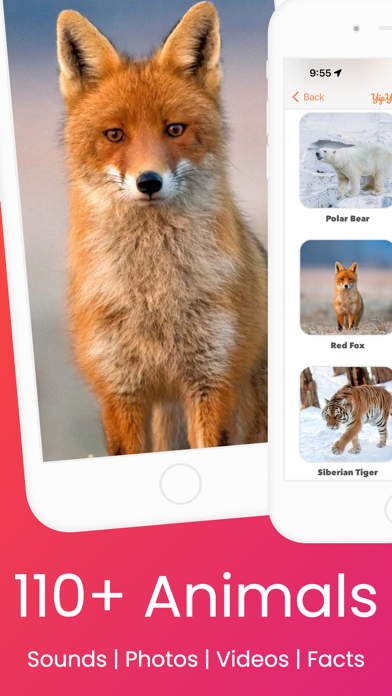 YipYap - Animal Discovery Screenshot