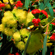 EUCLID Eucalypts of Australia