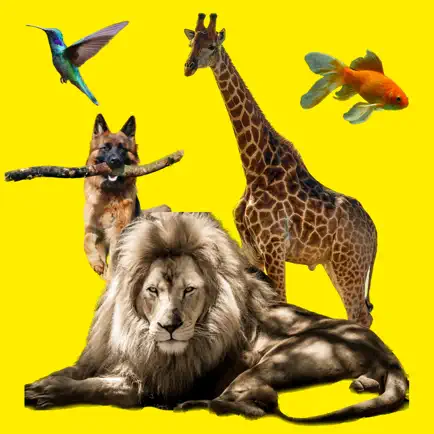 Imagier animaux Читы