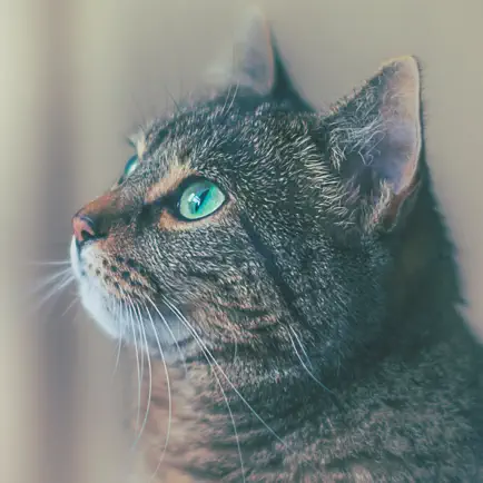 Kitty App - Care my Cat Читы
