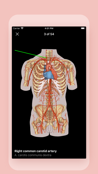 Easy Anatomy. Atlas learning Screenshot