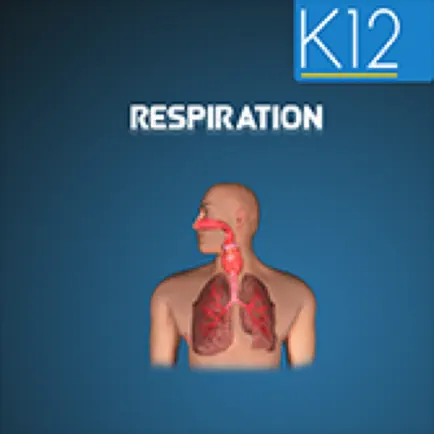 Cellular Respiration Process Cheats