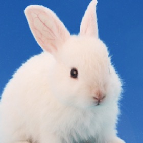 螢幕擷取畫面 (3) rabbit breeding game