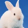 Get rabbit breeding game for iOS, iPhone, iPad Aso Report