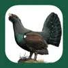 Eastern Europe Birds App Feedback