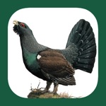 Download Eastern Europe Birds app