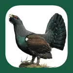 Eastern Europe Birds App Support