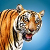 Wild Tiger Hunting Animal Life icon