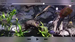 aquarium videos 4k iphone resimleri 4