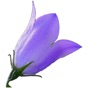 Idaho Wildflowers app download