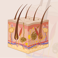 Learn Integumentary System