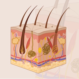 螢幕擷取畫面 (10) Learn Integumentary System