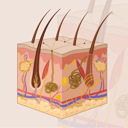 Learn Integumentary System icon