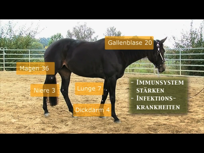 Akupressur beim Pferd