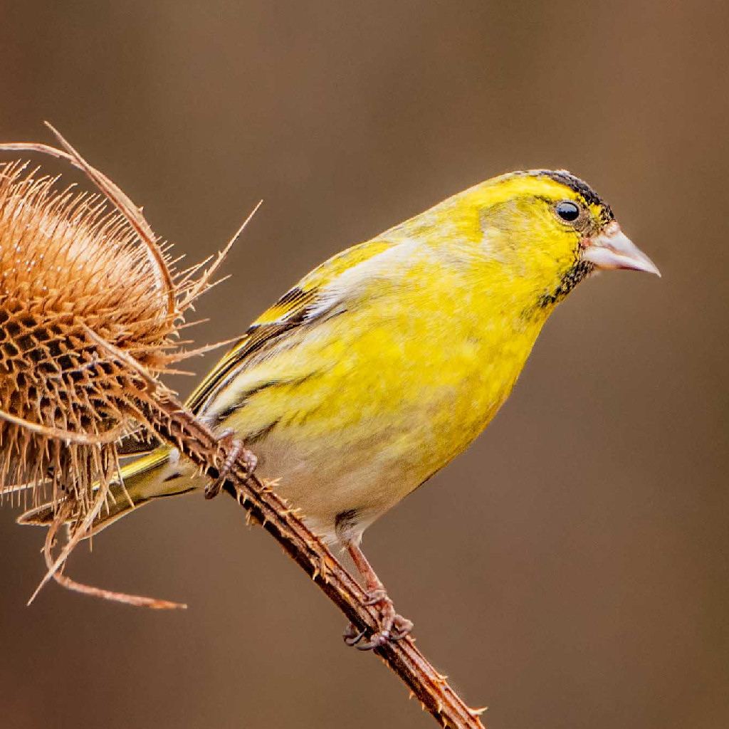 Get Экогид - Голоса птиц for iOS, iPhone, iPad Aso Report