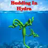 Budding in Hydra Positive Reviews, comments