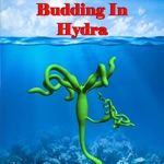 Download Budding in Hydra app