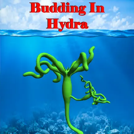 Budding in Hydra Cheats