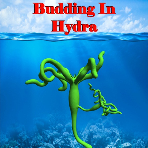 Budding in Hydra