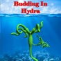 Budding in Hydra app download