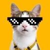 Very Necessary Cat Reactions icon