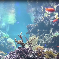Reef Aquarium 2D-3D