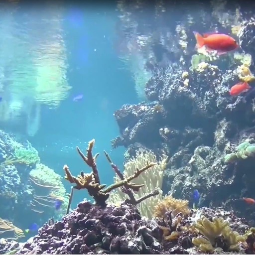 Reef Aquarium 2D/3D icon