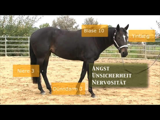 Screenshot #6 pour Akupressur beim Pferd
