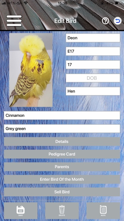 Budgerigar