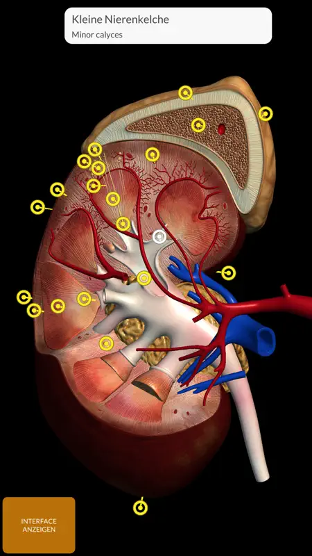 Anatomy 3D Atlas screenshot 6 of 10