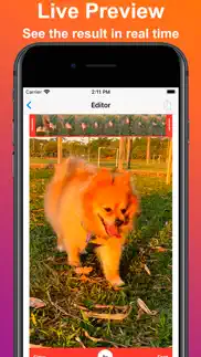 reverse video - play backwards iphone screenshot 2
