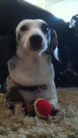 Game screenshot Pets 411 mod apk