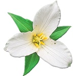 Download Washington Wildflowers app