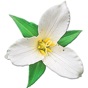 Washington Wildflowers app download