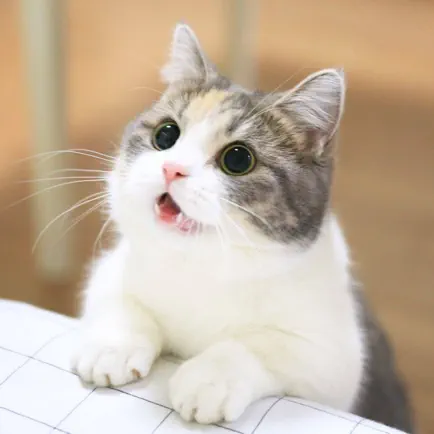 Cat Wallpapers Cute Читы