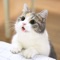 Cat Wallpapers (HD) is a library of cat pictures to be used as wallpaper for your iPhone