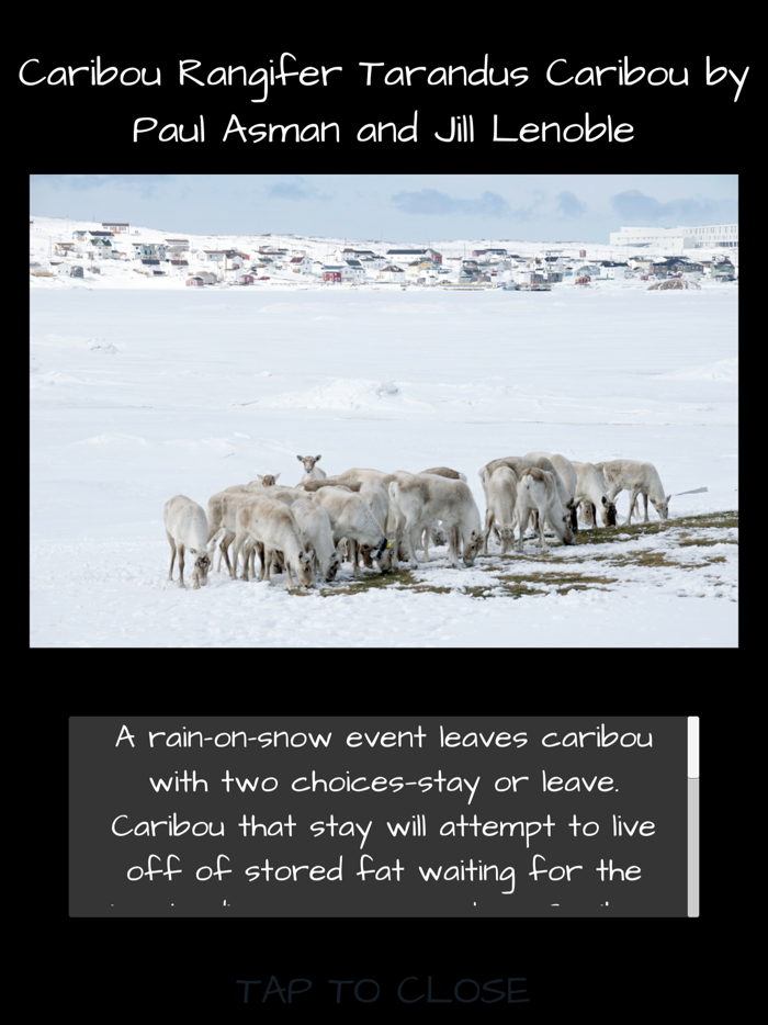 A Caribous Tale