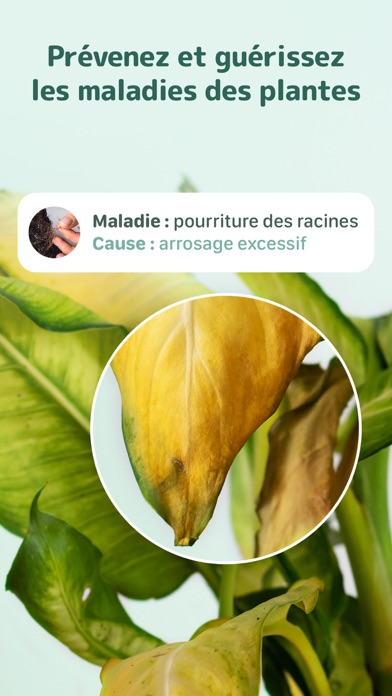 Blossom - Identifiez plantes Blossom - Identifiez plantes