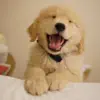 Cute Dog Wallpapers HD delete, cancel