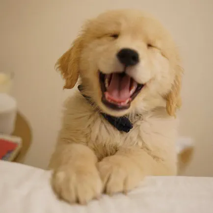 Cute Dog Wallpapers HD Читы