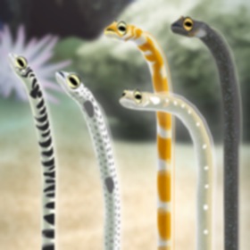 Garden Eel Pet