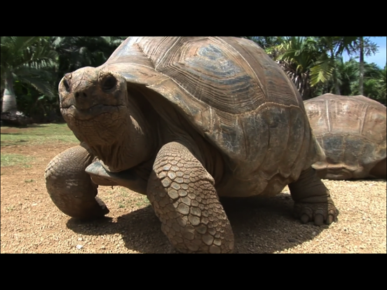 Video Touch - 野生の動物のおすすめ画像5