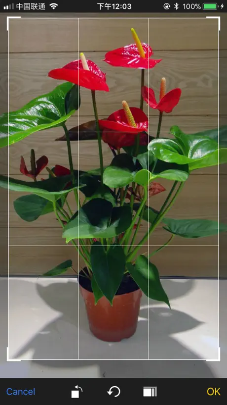 iFlowers - Plant identifier