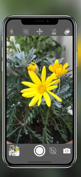 Game screenshot Charmleon hack